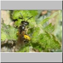 Lasioglossum pauxillum - Furchenbiene w02b 5mm - OS-Hasbergen-Lehmhuegel det.jpg